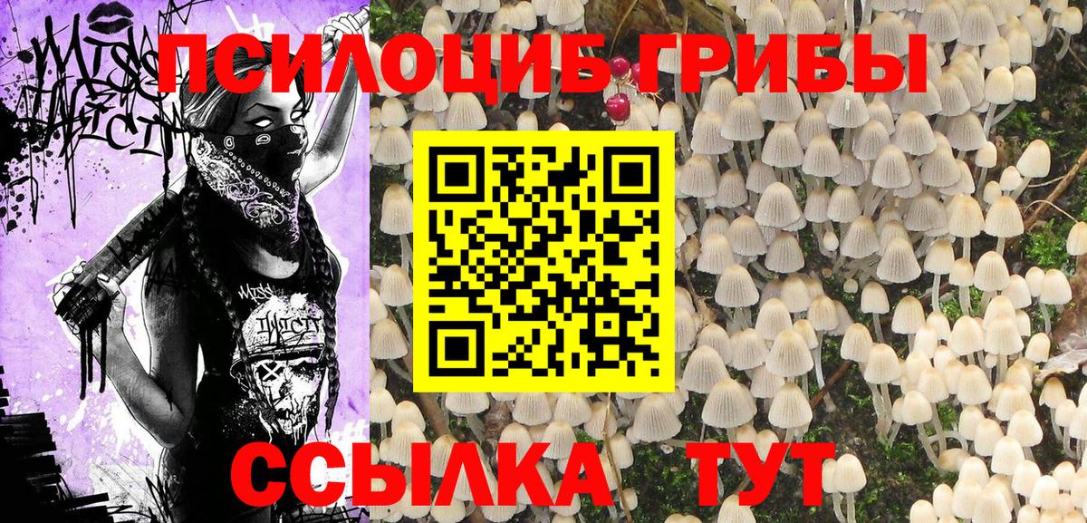 Галлюциногенные грибы Psilocybe Ступино